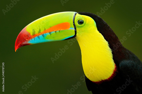 Detail portrait of toucan. Bill toucan portrait. Beautiful bird with big beak. Toucan. Big beak bird Chesnut-mandibled sitting on the branch in tropical rain with green jungle background, Costa Rica.