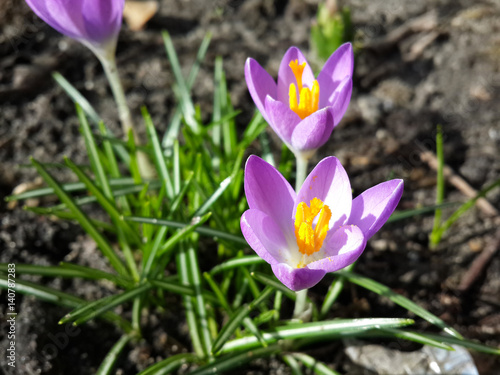 Beautiful spring purple crocuses