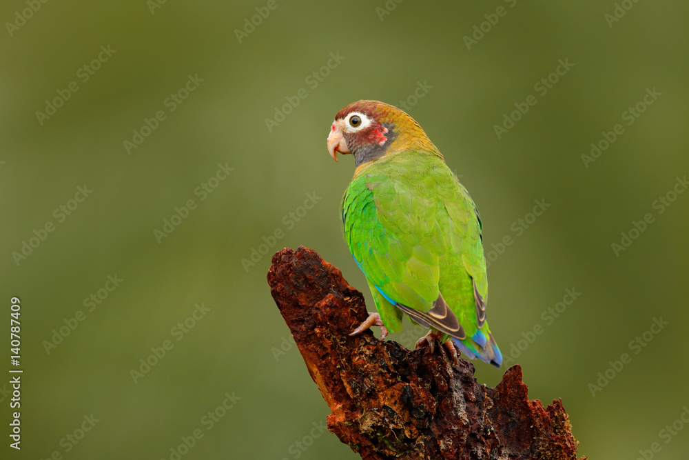 Green bird from Central America. Brown-hooded Parrot, Pionopsitta haematotis, portrait light green parrot with brown head. Detail close-up portrait bird. Wildlife scene, tropic nature, Panama.