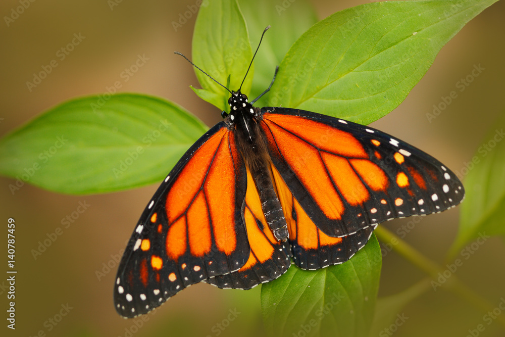 Fototapeta premium Beautiful butterfly Metamorpha stelenes in nature habitat, from Costa Rica. Butterfly in the green forest. Nice insect sitting on the leave. Butterfly from Costa Rica.