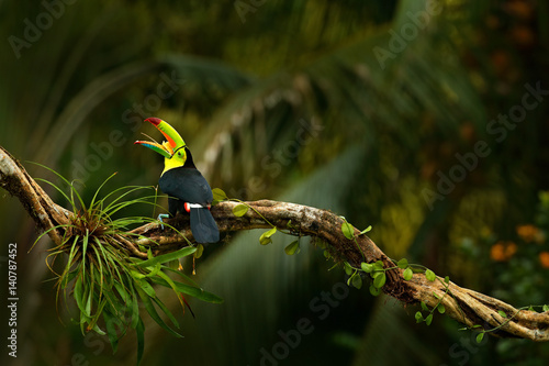 Keel-billed Toucan, Ramphastos sulfuratus, bird with big open bill. Toucan sitting on the branch, forest, Boca Tapada, green vegetation, Costa Rica. Nature travel, central America.Trees with bird.