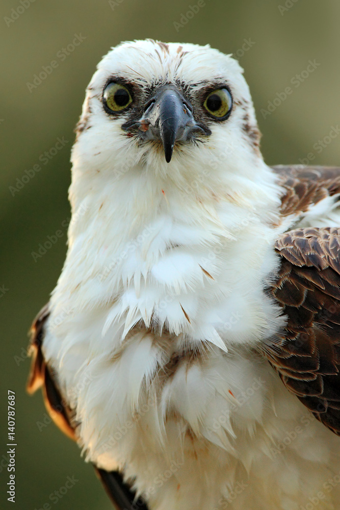 Obraz premium Bird of prey Osprey, Pandion haliaetus, feeding catch fish, Belize. Detail face portrait of osprey in evening light. Bird big eye, Florida, USA
