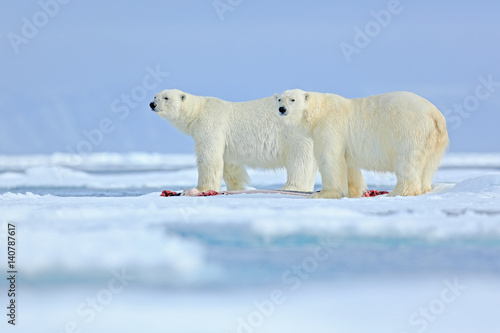 Wildlife scene from Arctic nature with two big polar bear. Couple of polar bears tearing hunted bloody seal skeleton in Svalbard. Cold winter with snow and ice in ocean. Sea animalism with dead seal.