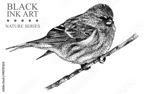 Illustration with bird Redpoll drawn by hand with black ink. Graphic drawing, pointillism technique. Floral element for design.
