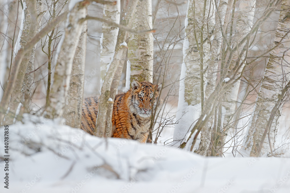 Fototapeta premium Running tiger with snowy face. Tiger in wild winter nature. Amur tiger running in the snow. Action wildlife scene, danger animal. Cold winter, tajga, Russia. Snowflake with beautiful Siberian tiger.