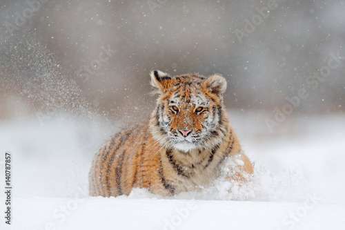 Running tiger with snowy face. Tiger in wild winter nature. Amur tiger running in the snow. Action wildlife scene, danger animal. Cold winter, tajga, Russia. Snowflake with beautiful Siberian tiger.