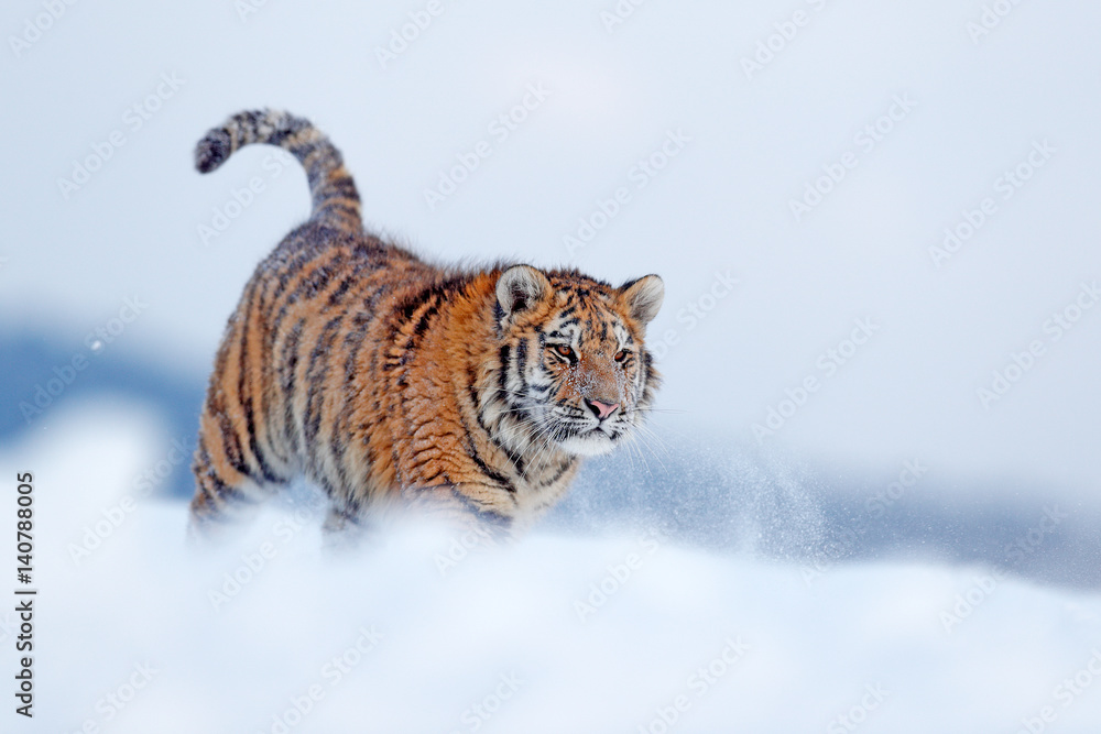 Obraz premium Running tiger with snowy face. Tiger in wild winter nature. Amur tiger running in the snow. Action wildlife scene, danger animal. Cold winter, tajga, Russia. Snowflake with beautiful Siberian tiger.