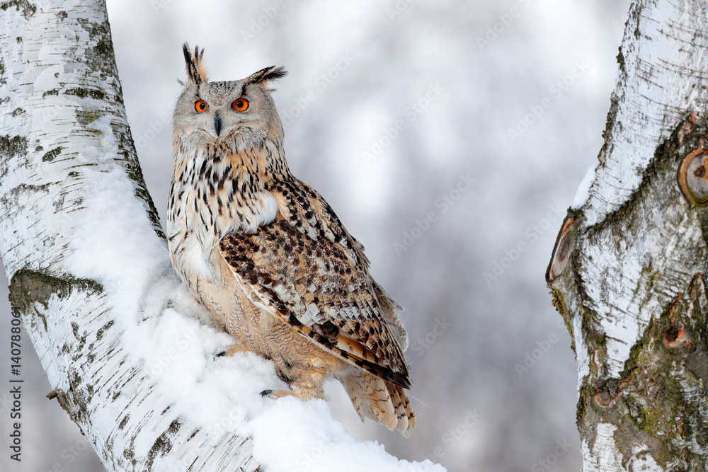 Obraz premium Winter scene with owl. Big Eastern Siberian Eagle Owl, Bubo bubo sibiricus, sitting on hillock with snow in the forest. Birch tree with beautiful animal. Bird from Russia winter. Snow covered bird.