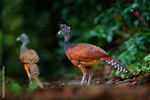 Portrait of Great Curassow, Crax rubra, Costa Rica. Two wild bird in the nature habitat. Curassow in the dark forest. Wildlife scene from nature. Birdwatching in South America. Female and young bird. photo
