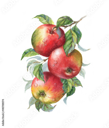 Hand drawn watercolor illustration of the sweet ripe apples on the branch. Drawing of the tasty fresh healthy food. Isolated clip art. Apple fruits and leaves