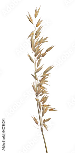 ripe dry oat isolated on white