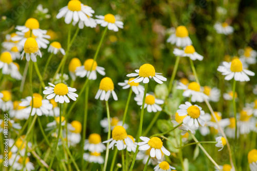 Blooming chamomile field. Beautiful nature scene with blooming medical chamomilles. Alternative medicine Spring Daisy. Selective focus.