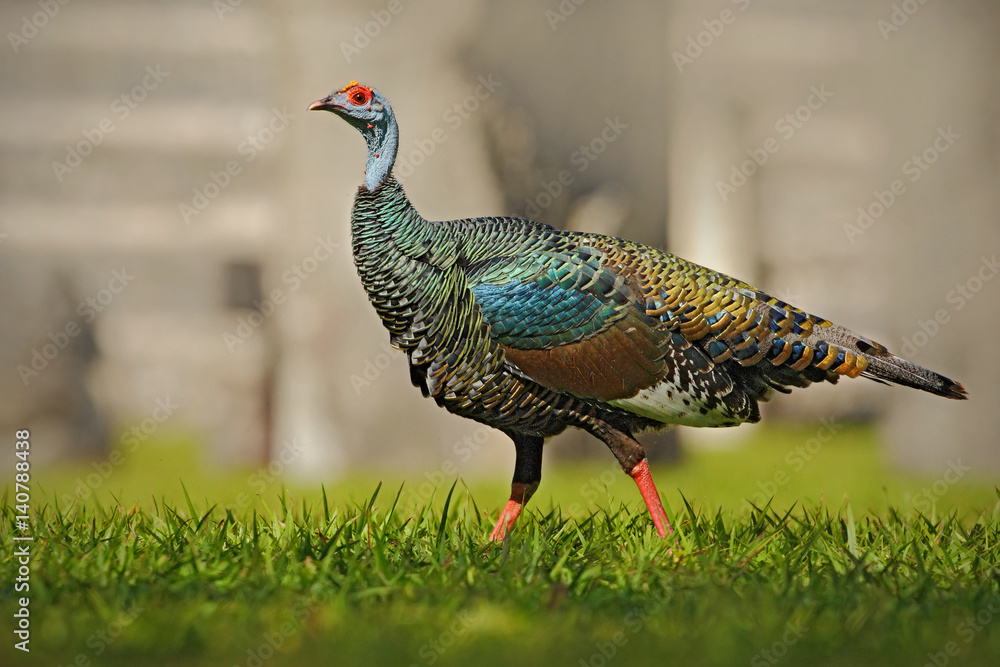 Obraz premium Ocellated turkey, Meleagris ocellata, rare bizar bird, Tikal National Park, Gutemala. Wild turkey, ruins forest in South America. Wildlife scene from nature. Bird with red wart, nature habitat.