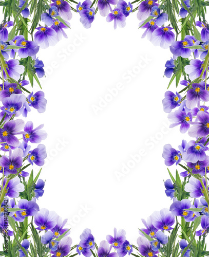 frame from lilac pansy flowers on white