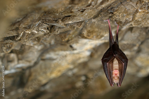 Lesser horseshoe bat, Rhinolophus hipposideros, in the nature cave habitat, Cesky kras, Czech. Underground animal sitting on stone. Wildlife scene from grey rock tunnel. Night bat, winter hibernate.
