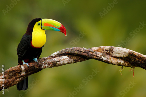 Keel-billed Toucan, Ramphastos sulfuratus, bird with big bill. Toucan sitting on the branch in the forest, Panama. Nature travel in central America. Birdwatching in tropic mountain forest. © ondrejprosicky