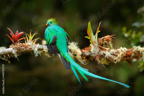 Exotic bird with long tail. Resplendent Quetzal, Pharomachrus mocinno, magnificent sacred green bird from Savegre in Costa Rica. Rare magic animal in mountain tropic forest. Birdwatching in America.