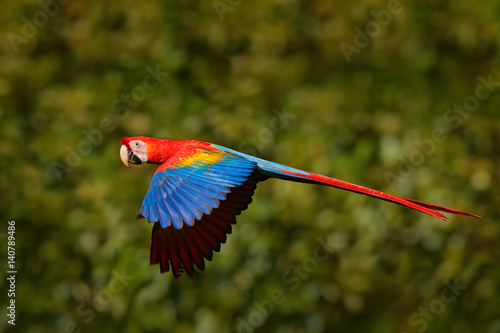 Scarlet Macaw, Ara macao, in tropical forest, Costa Rica, Wildlife scene from tropic nature. Red bird in the forest. Parrot flight in the green jungle habitat. Red parrot fly in dark green vegetation.