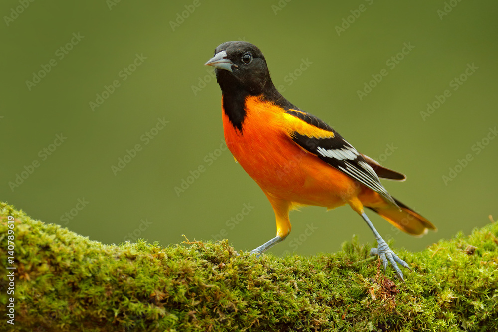 Fototapeta premium Baltimore Oriole, Icterus galbula, sitting on the green moss branch. Tropic bird in the nature habitat. Wildlife in Costa Rica. Orange black mountain bird in the dark green forest, clear background.