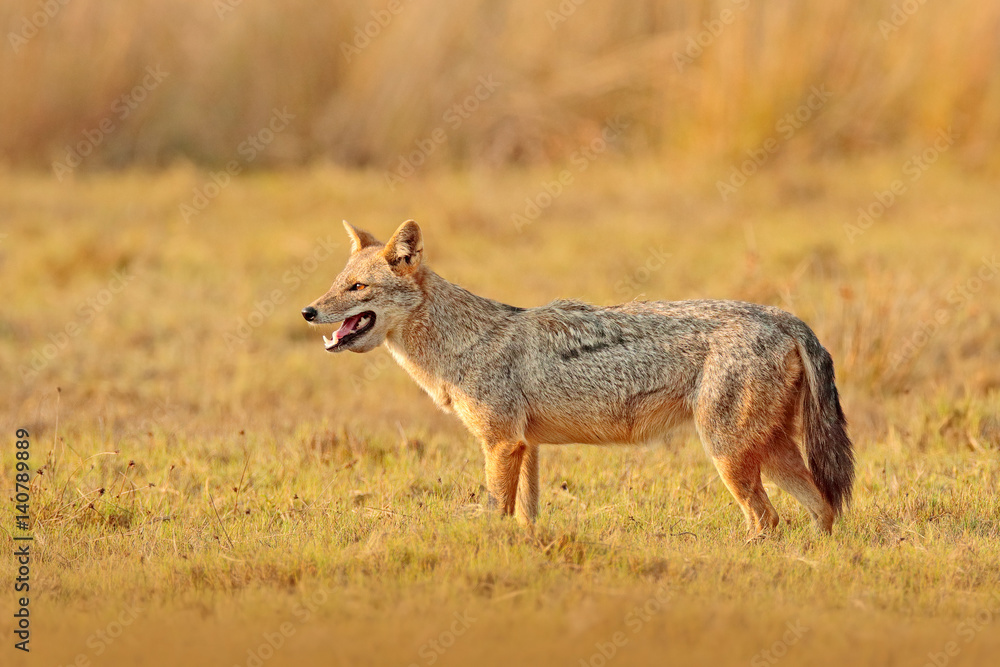 Golden Jackal, Canis aureus. Jackal with evening sun and animal bone in geass, Sri Lanka, Asia. Beautiful wildlife scene from nature habitat with nice nice sun light. Wildlife of Sri Lanka Golden Jackal, Canis aureus. Jackal with evening sun and animal bone in geass, Sri Lanka, Asia. Beautiful wildlife scene from nature habitat with nice nice sun light. Wildlife of Sri Lanka