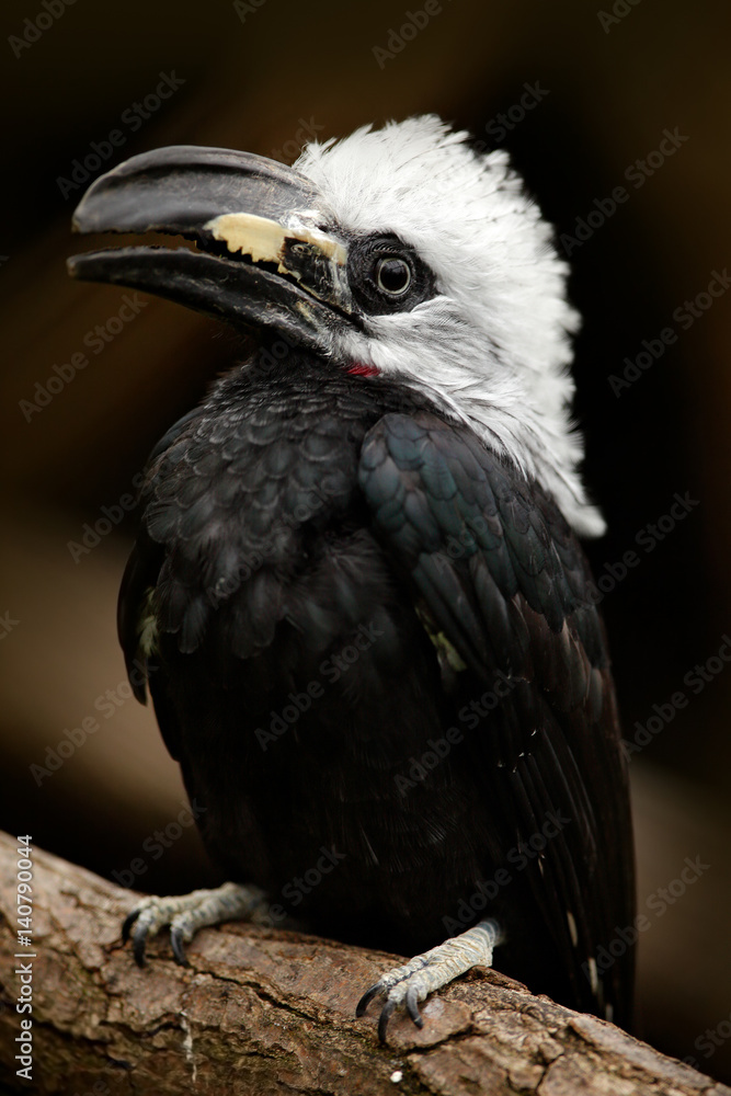 Hornbill in the nature habitat. Western Long-tailed Hornbill, Horizocerus albocristatus, sitting on the branch in the tropic forest in central Africa. Black bird with white head with long tail, Guinea