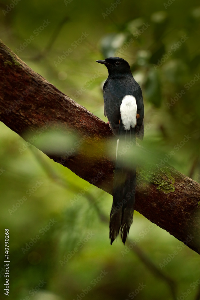Fototapeta premium The black drongo is a Asian passerine bird of the drongo family. It is a common resident breeder in much of tropical southern Asia from southwest Iran through India Sri Lanka east to Indonesia.