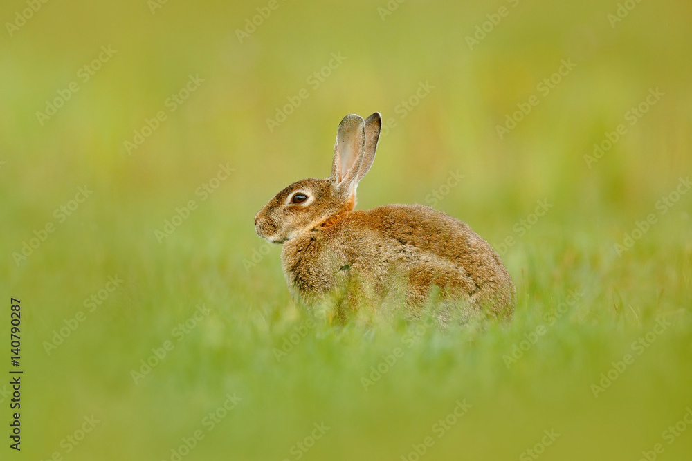 Cute rabbit with flower dandelion sitting in grass. Animal in nature habitat, life in the meadow, Germany. European rabbit or common rabbit, Oryctolagus cuniculus, hidden in the grass. Wildlife Europe Cute rabbit with flower dandelion sitting in grass. Animal in nature habitat, life in the meadow, Germany. European rabbit or common rabbit, Oryctolagus cuniculus, hidden in the grass. Wildlife Europe