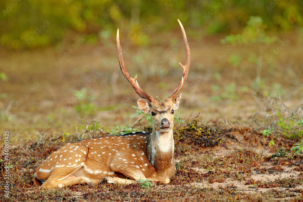 Naklejka premium Sri Lankan axis deer Axis ceylonensis, or Ceylon spotted deer, nature habitat. Bellow majestic powerful adult animal sitting in grass. Deer hidden in grass, big animal, Asia. Sri Lanka wildlife.