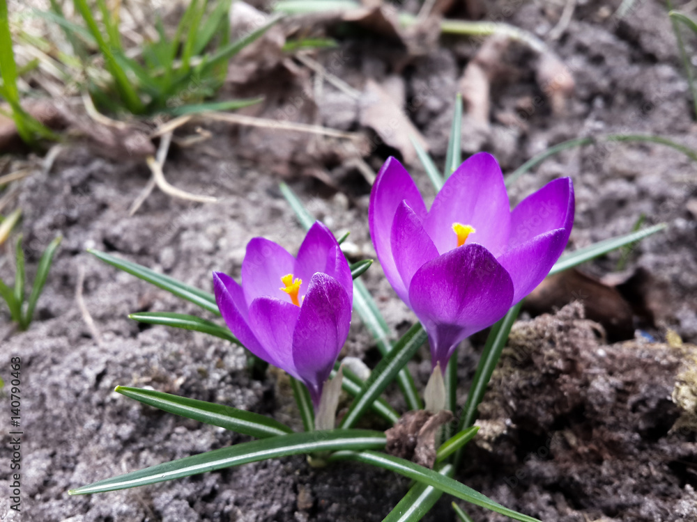 Beautiful spring purple crocuses Beautiful spring purple crocuses