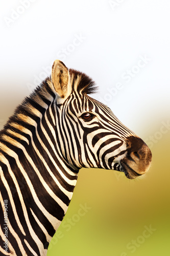 Zebra portrait in soft golden sunlight with an upright posture. Equus quagga. Kruger National Park