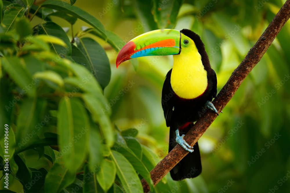 Naklejka premium Keel-billed Toucan, Ramphastos sulfuratus, ptak z dużym rachunkiem. Tukan siedzący na gałęzi w lesie, Boca Tapada, zielona roślinność, Kostaryka. Podróże przyrodnicze w Ameryce Środkowej.