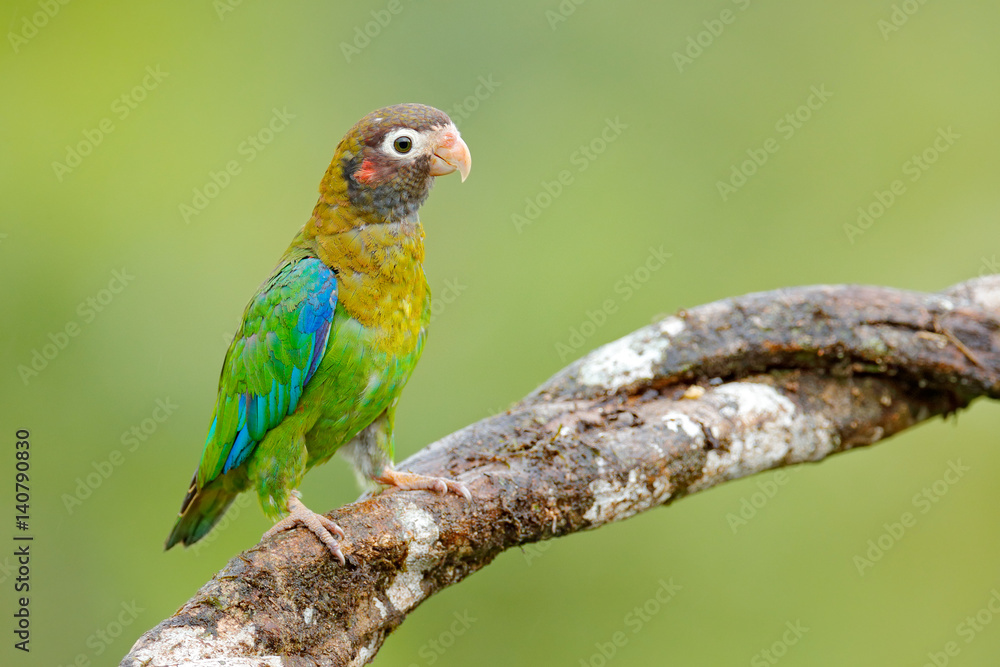 Brown-hooded Parrot, Pionopsitta haematotis, portrait light green parrot with brown head. Detail close-up portrait bird. Bird from Central America. Wildlife scene, tropic nature. Bird from Mexico.