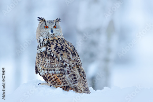 Big Eastern Siberian Eagle Owl, Bubo bubo sibiricus, sitting on hillock with snow in the forest. Birch tree with beautiful animal. Bird from Russia winter. Winter scene with owl.