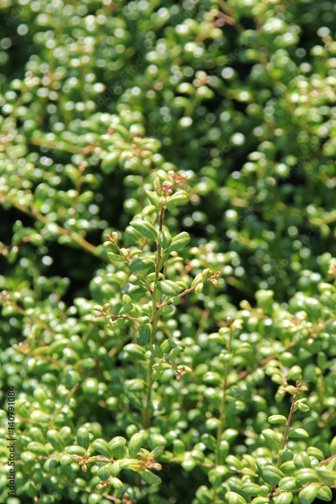 Ilex crenata Convexa Ilex crenata Convexa