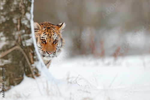 Hidden portrait of wild cat. Siberian tiger in snow fall, birch tree. Amur tiger sitting in snow. Tiger in wild winter nature. Action wildlife scene with danger animal. Cold winter in tajga. © ondrejprosicky