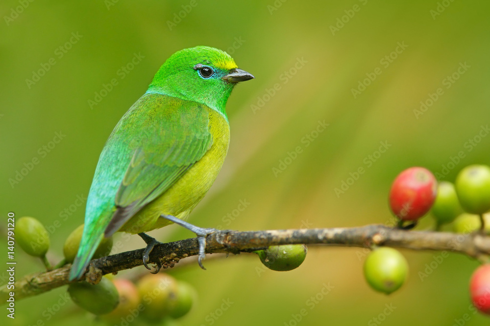 Blue-naped Chlorophonia, Chlorophonia cyanea, exotic tropic green song bird form Colombia