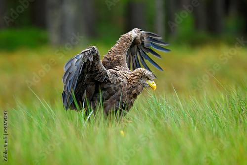 White-tailed Eagle, Haliaeetus albicilla, landing in the green marsh grass, with open wingspan, forest in the background