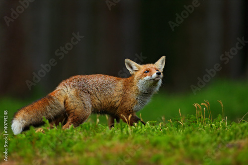Running Red Fox, Vulpes vulpes, at green forest