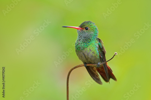 Hummingbird Rufous-tailed Hummingbird, Amazilia tzacat, with clear green background, Colombia