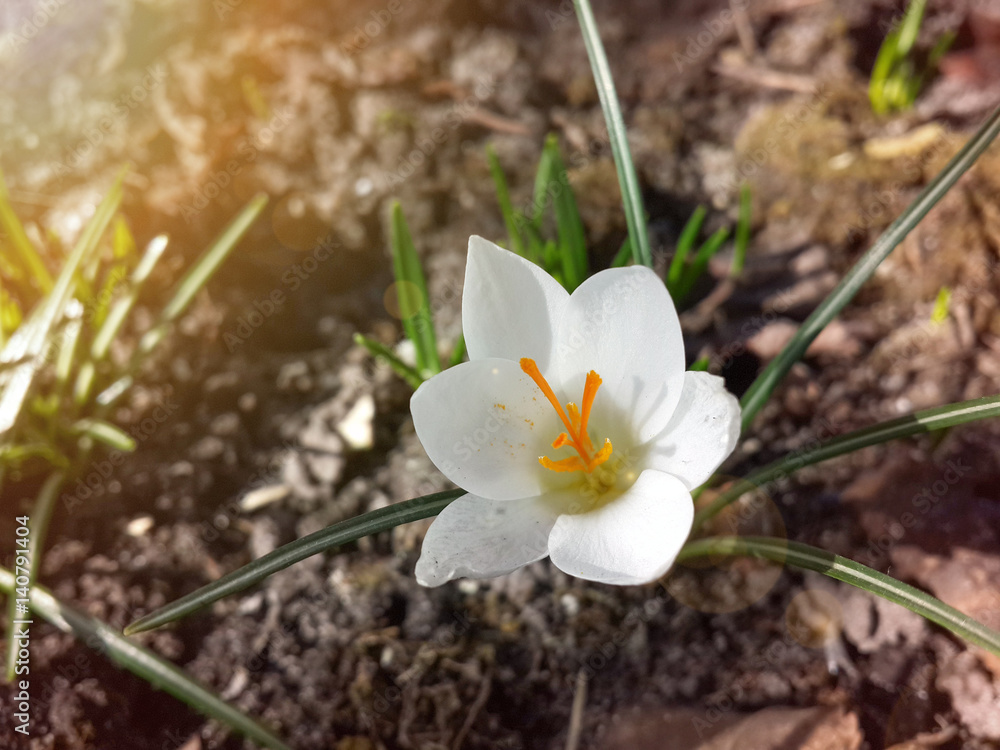 Beautiful spring white crocus in sunshine Beautiful spring white crocus in sunshine