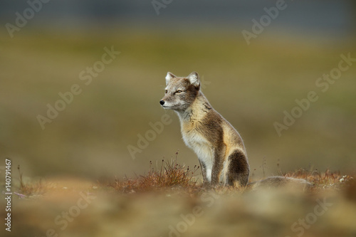 Arctic Fox  Vulpes lagopus  in the nature habitat  grass meadow with flowers  Svalbard  Norway