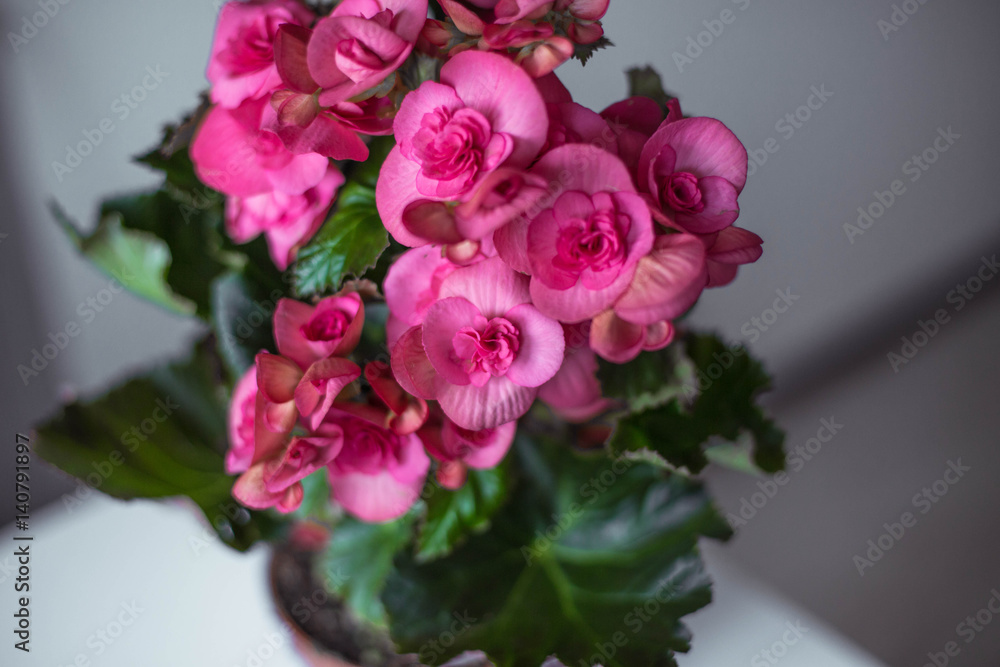 Pink begonia flowers background.