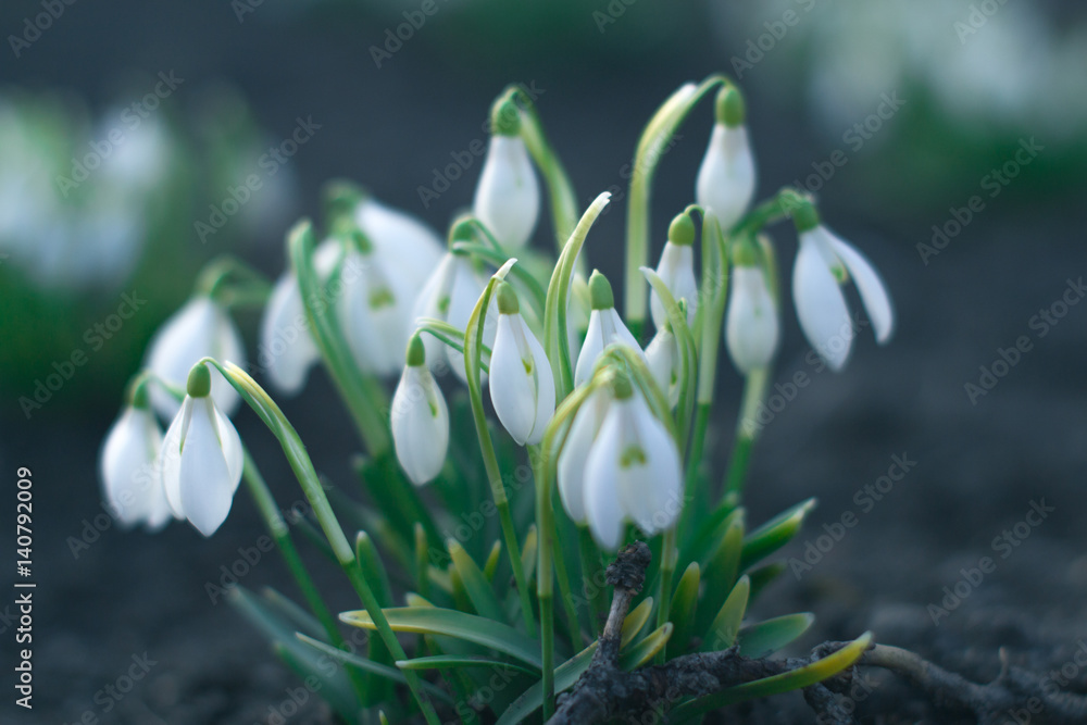The first flowers of spring snowdrops in the evening forest The first flowers of spring snowdrops in the evening forest