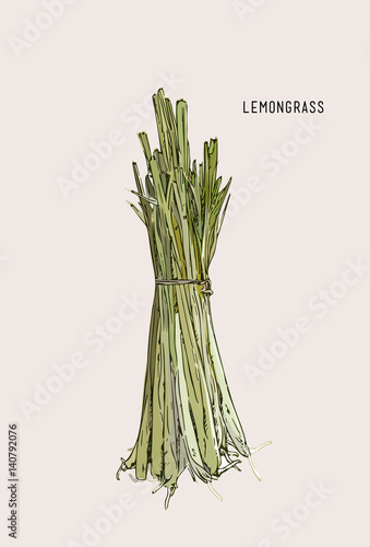 Lemon grass Hand drawn  illustration