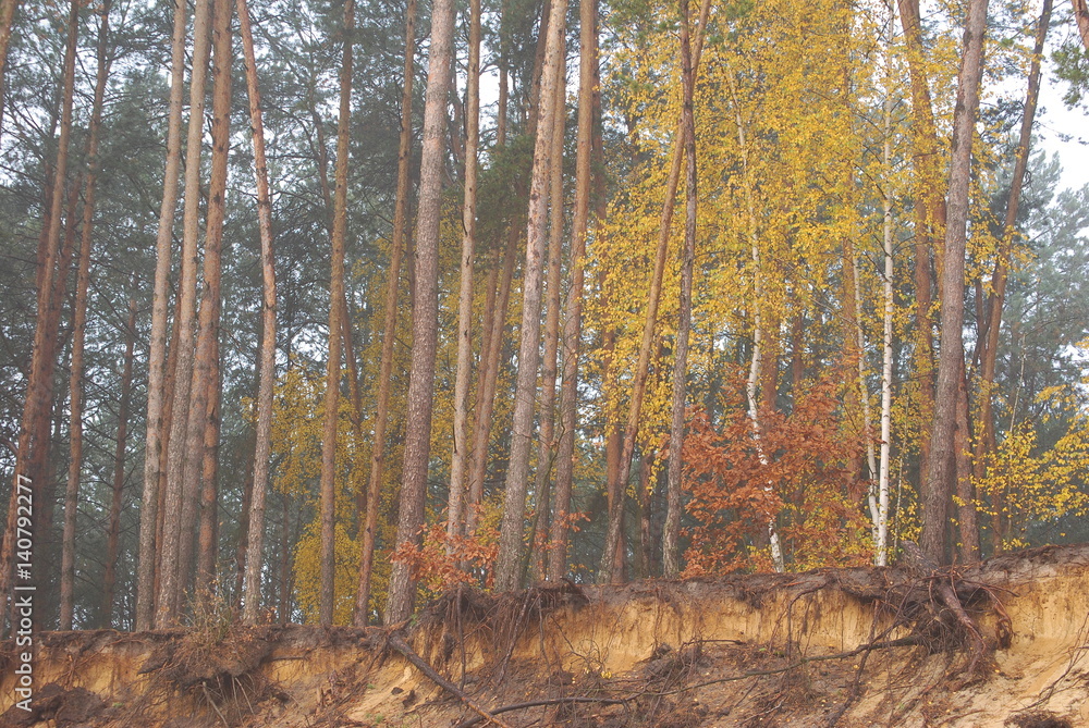 Fototapeta premium Wyzyna Lubelska, Las.