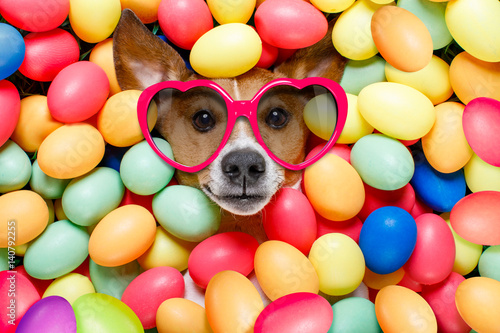 easter bunny dog with eggs © Javier brosch