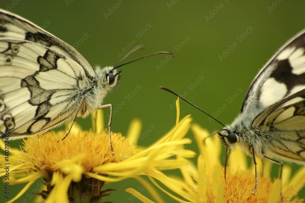 Obraz premium Butterflies Marbled White (Melanargia galathea) on the flower