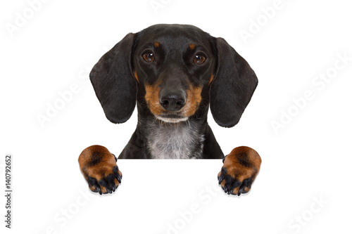 dachshund sausage dog banner photo