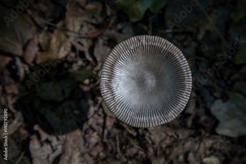 Small mushroom on the forest photographing from above