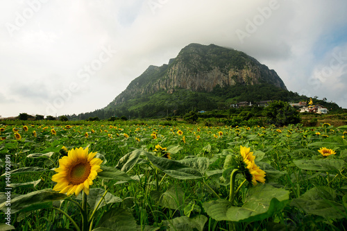 해바라기밭에서 바라본 제주도 삼방산